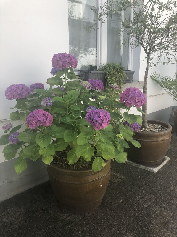 Courtyard - Bensons Hotel (Aachen)