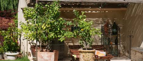 Terras