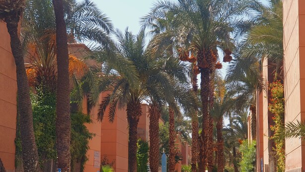 A pool area with palm trees, lounge chairs, and a clear blue pool. - Riad Jasmeene: Exclusive rental with WiFi and access to Pools!  (Marrakech)
