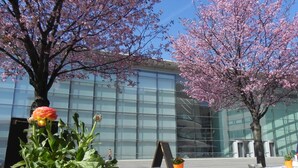 Un área de estar al aire libre con mesas y sillas, un árbol grande con flores rosadas y un edificio moderno con ventanas de vidrio reflectante al fondo.