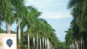 A pathway lined with palm trees leading to a building with a sign that reads "Gala Winds." - Gentle Winds, St. Croix, U.S.V.I. - come unwind! (St. Croix)