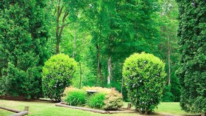 A well-maintained garden with neatly trimmed hedges and a variety of trees.