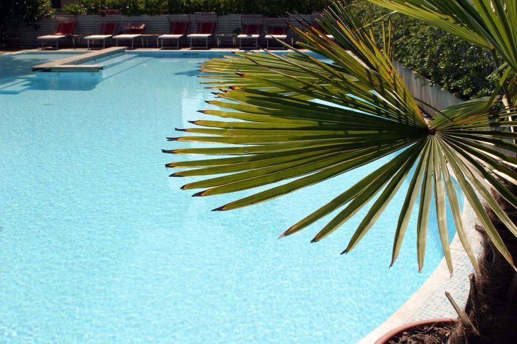 Una piscina con una planta de palmera en primer plano.