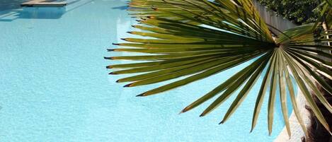 Una piscina con una planta de palmera en primer plano.