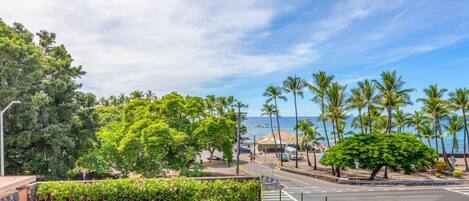 A pool surrounded by lush greenery and palm trees, with a view of the ocean.
