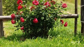 Property grounds - Montecristo Country House (Manciano)