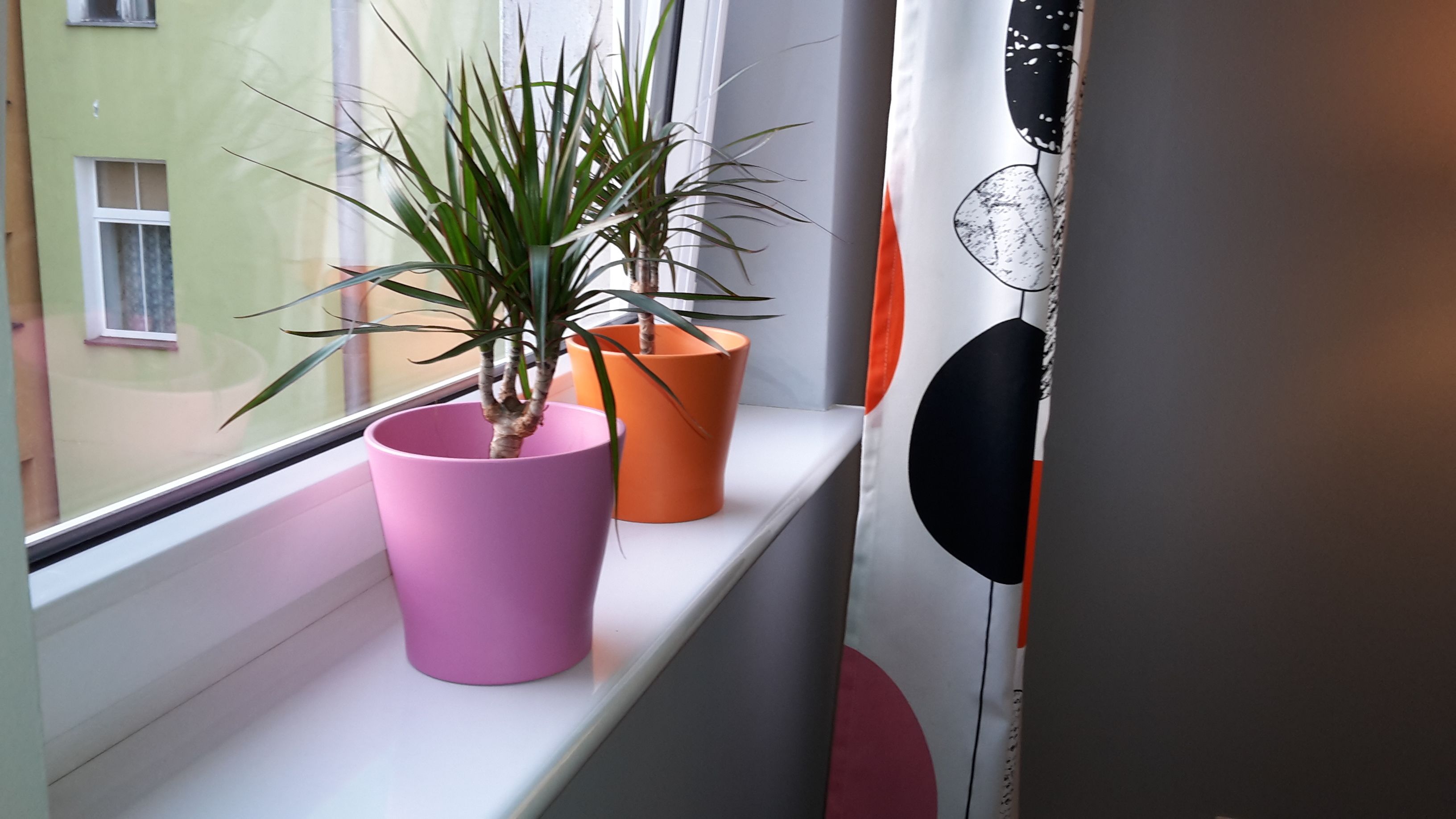 A window sill with two potted plants.