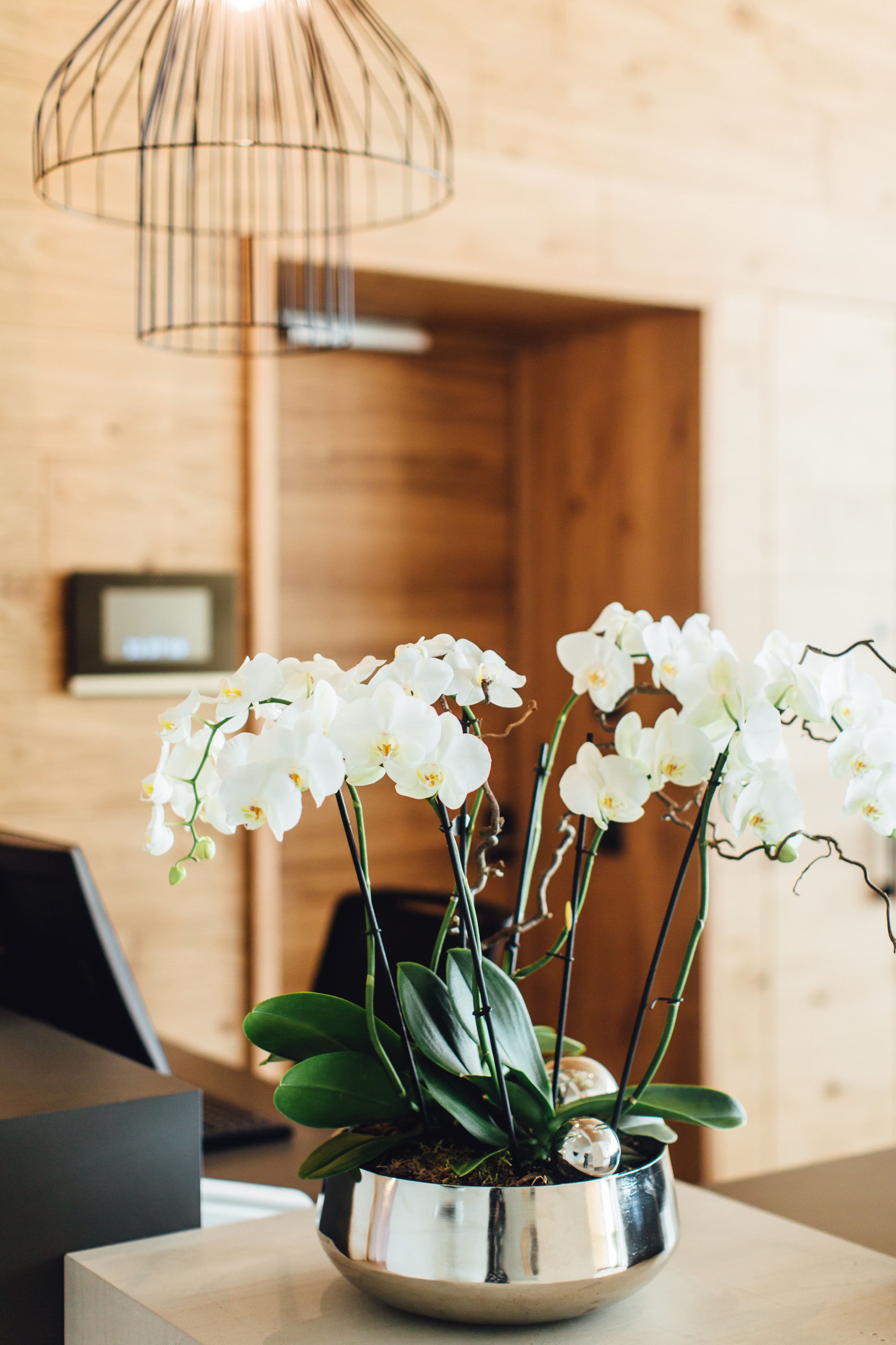 Ein Orchideenstrauch im Topf auf einem Holztisch zusammen mit einer Metallschüssel, in einem Raum mit Holzwänden und einer Pendelleuchte.