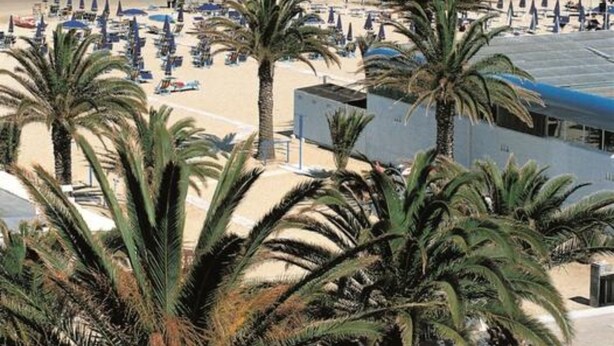 A beach with palm trees, umbrellas, and a clear view of the ocean.