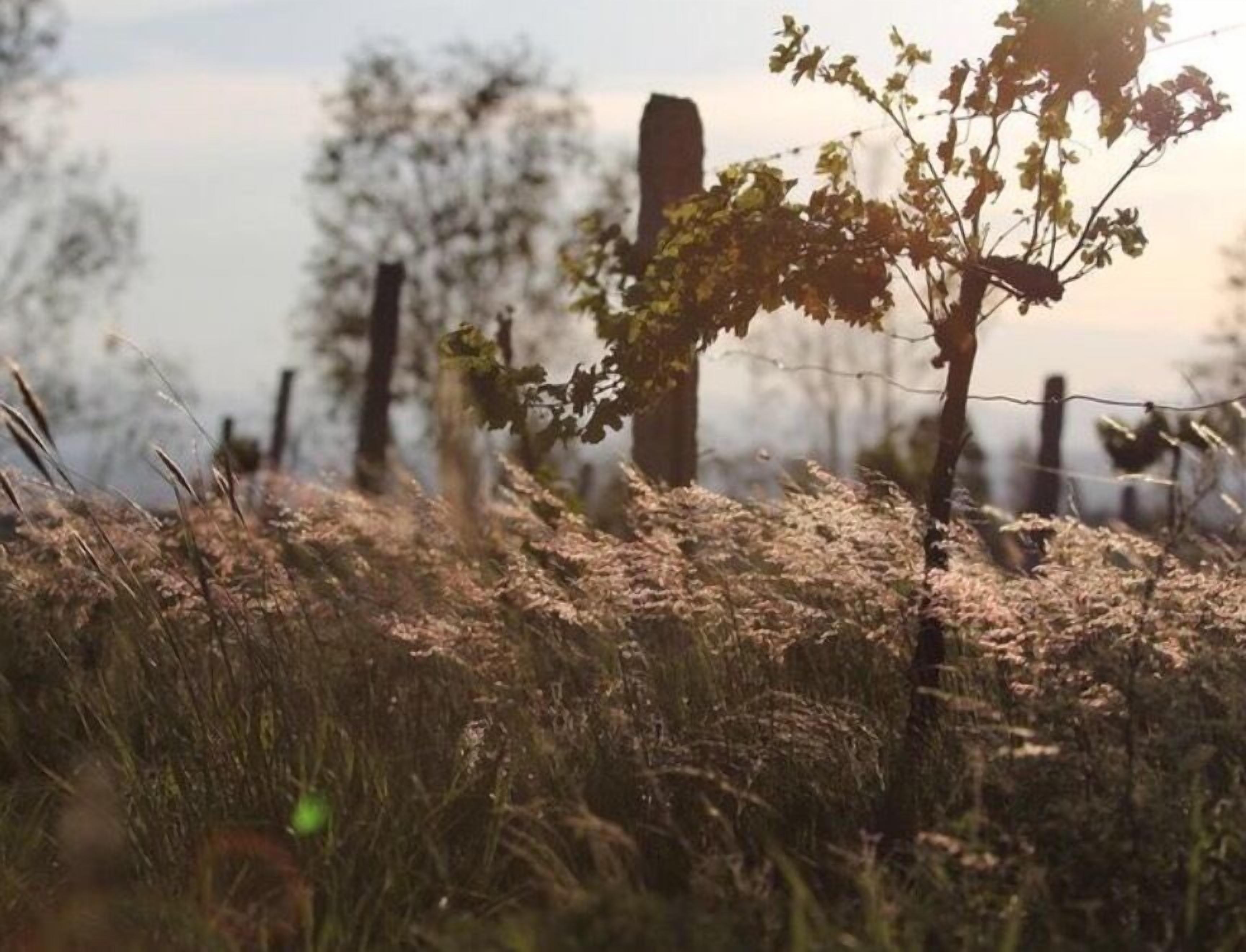 Vineyard