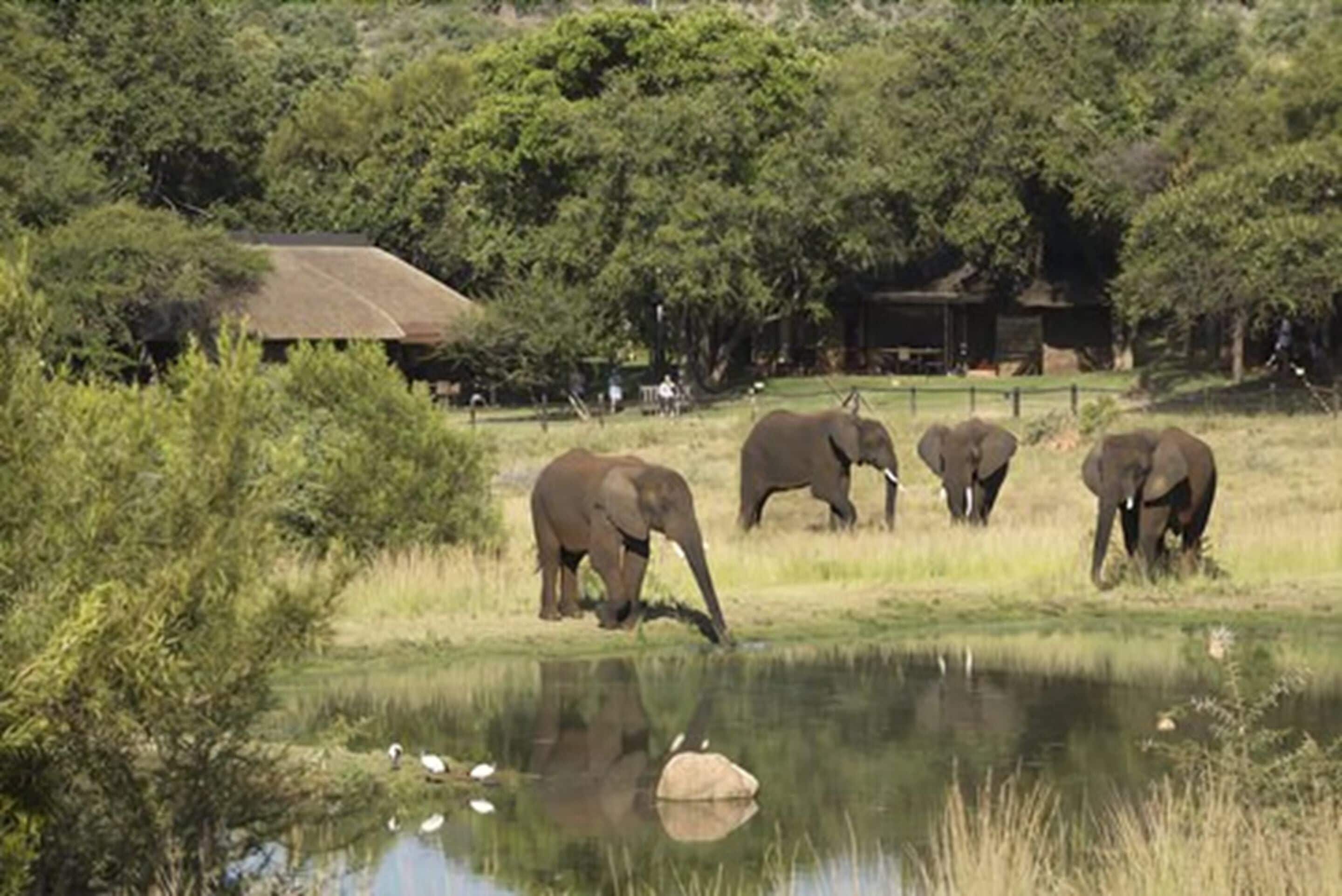 A naturalistic enclosure with elephants and a pond, surrounded by dense greenery and trees.