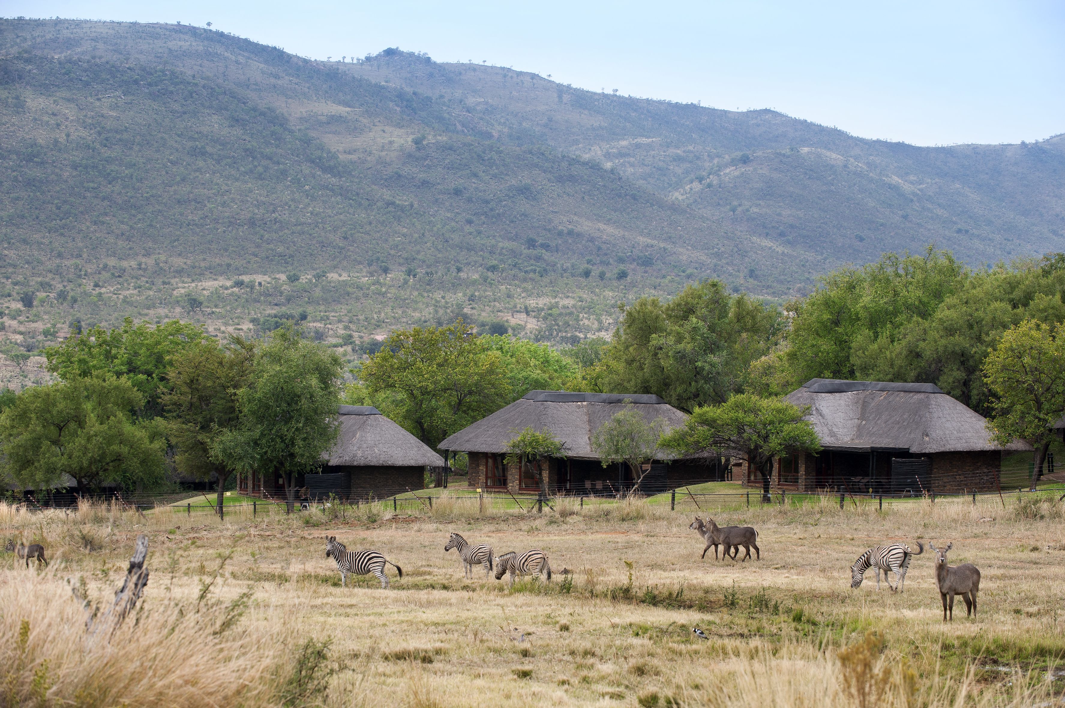 Um lodge de safári com edifícios de telhado de palha, rodeado por uma savana gramada com zebras e antílopes.