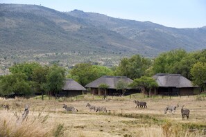 A safari lodge with thatched-roof buildings, surrounded by a grassy savannah with zebras and antelopes.