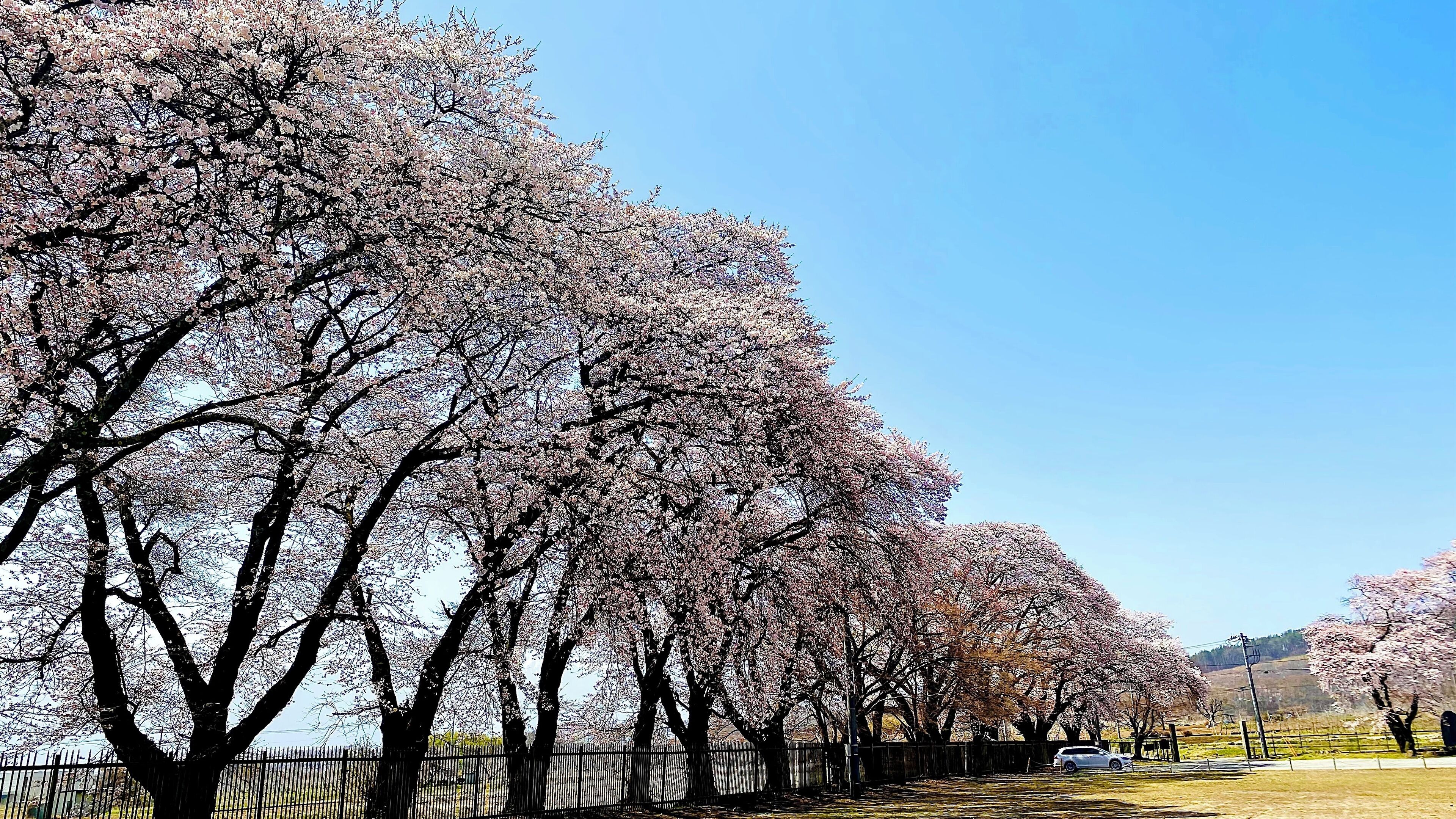 A row of cherry blossom trees along a pathway with a fence and a parked car.