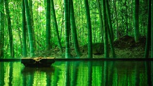 A serene indoor bamboo forest with a reflective water surface. - Yukyo No Hibiki Yusai (Minamioguni)
