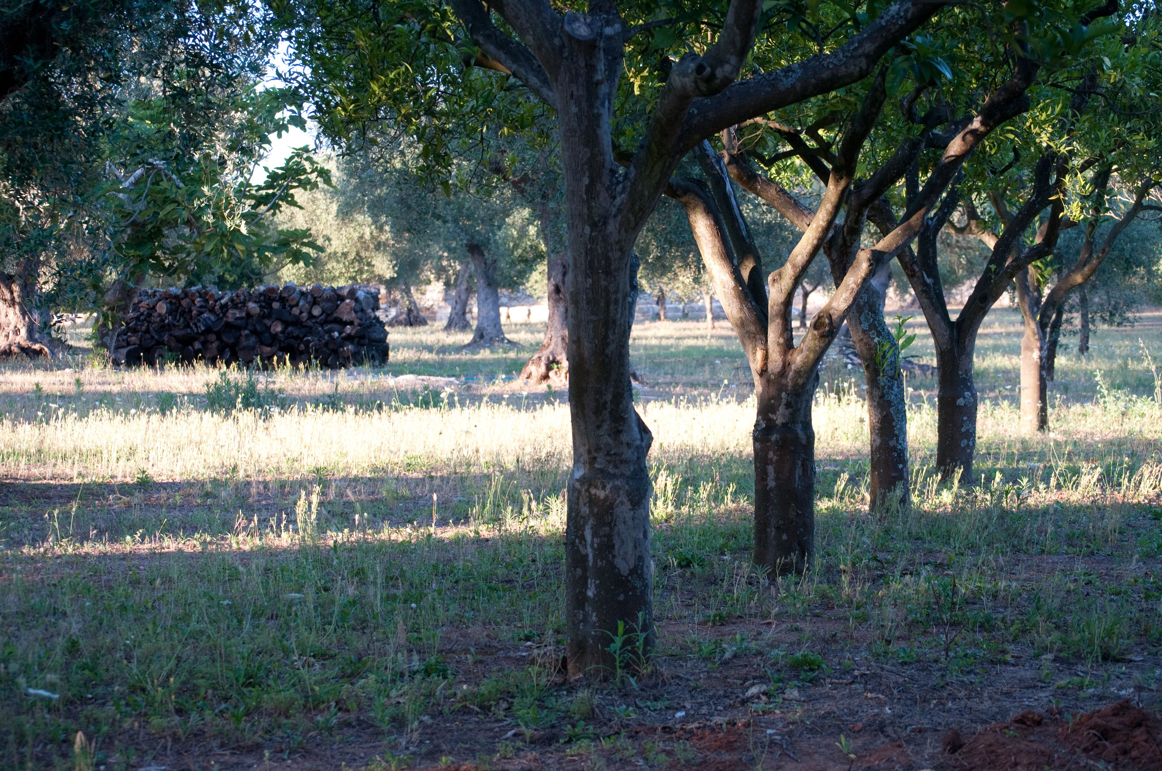Paisagem natural com árvores e uma pilha de toras.
