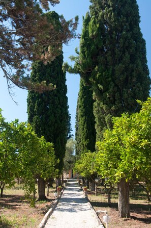 Un chemin bordé de grands arbres et de plantes en pot, qui mène à un bâtiment.