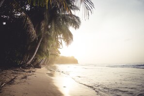 Una playa con palmeras y un mar tranquilo.