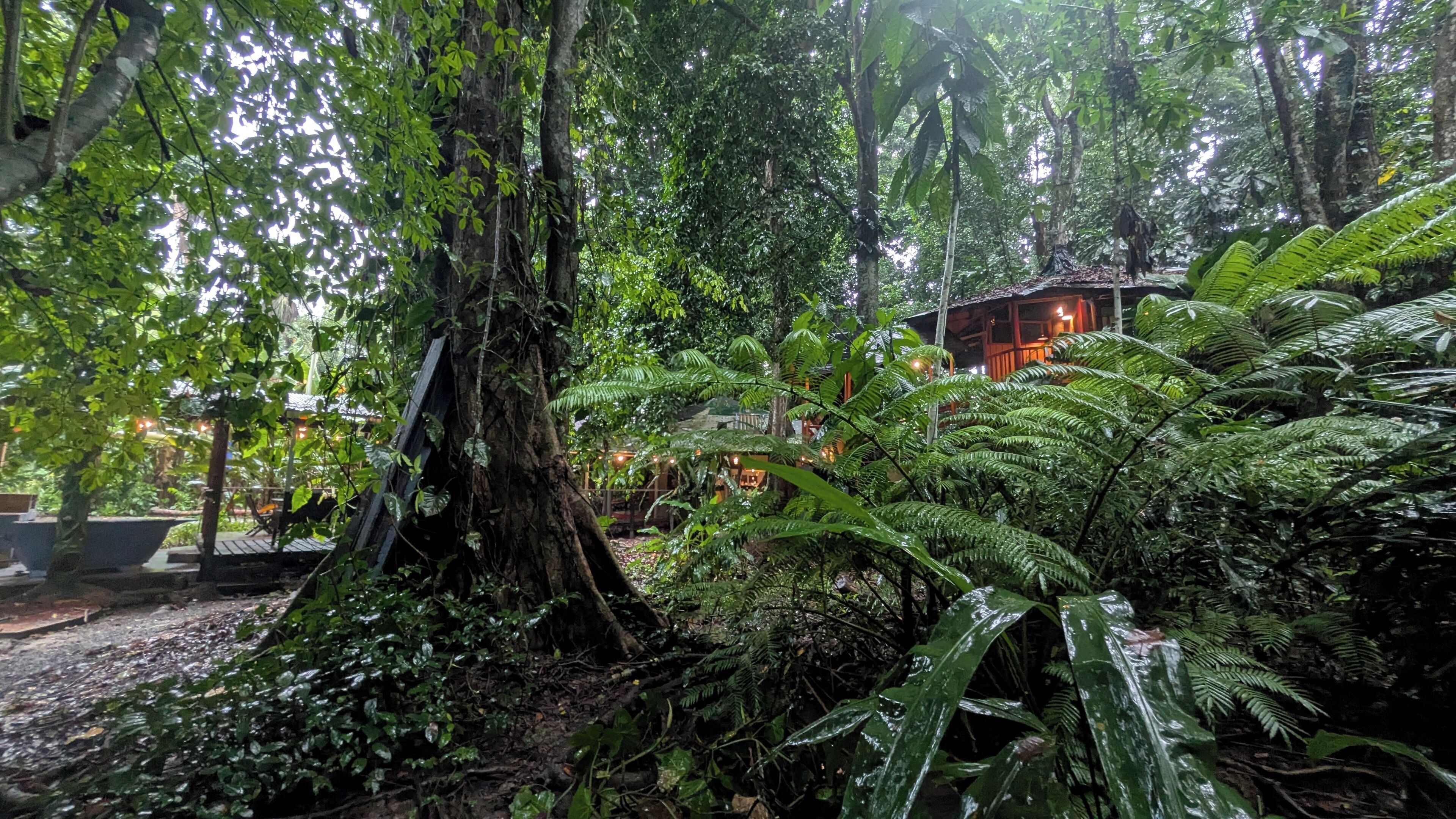 Un jardin intérieur luxuriant, avec un grand arbre, des fougères et une structure en bois en arrière-plan.