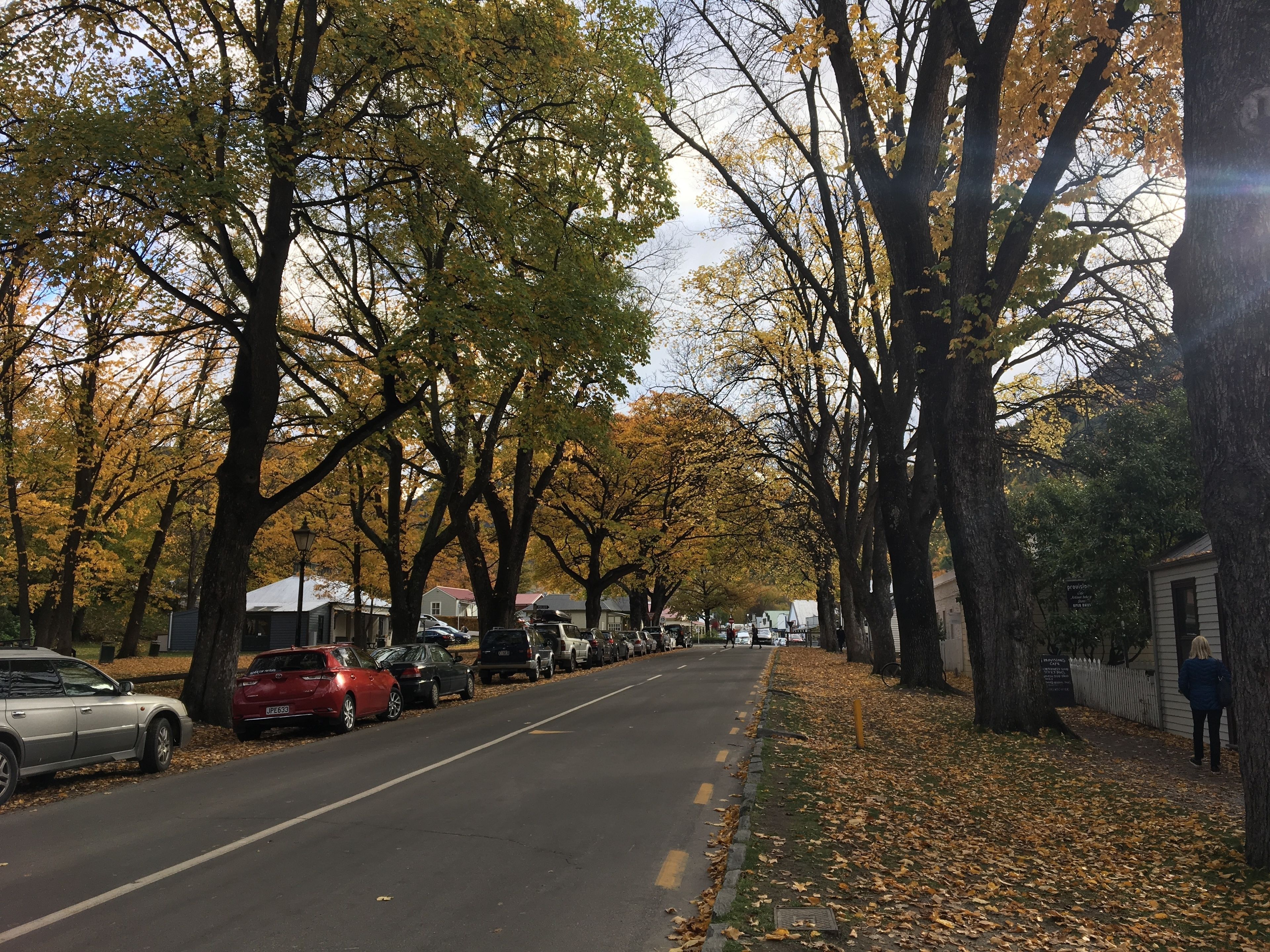 A tree-lined street with parked cars and a sidewalk.