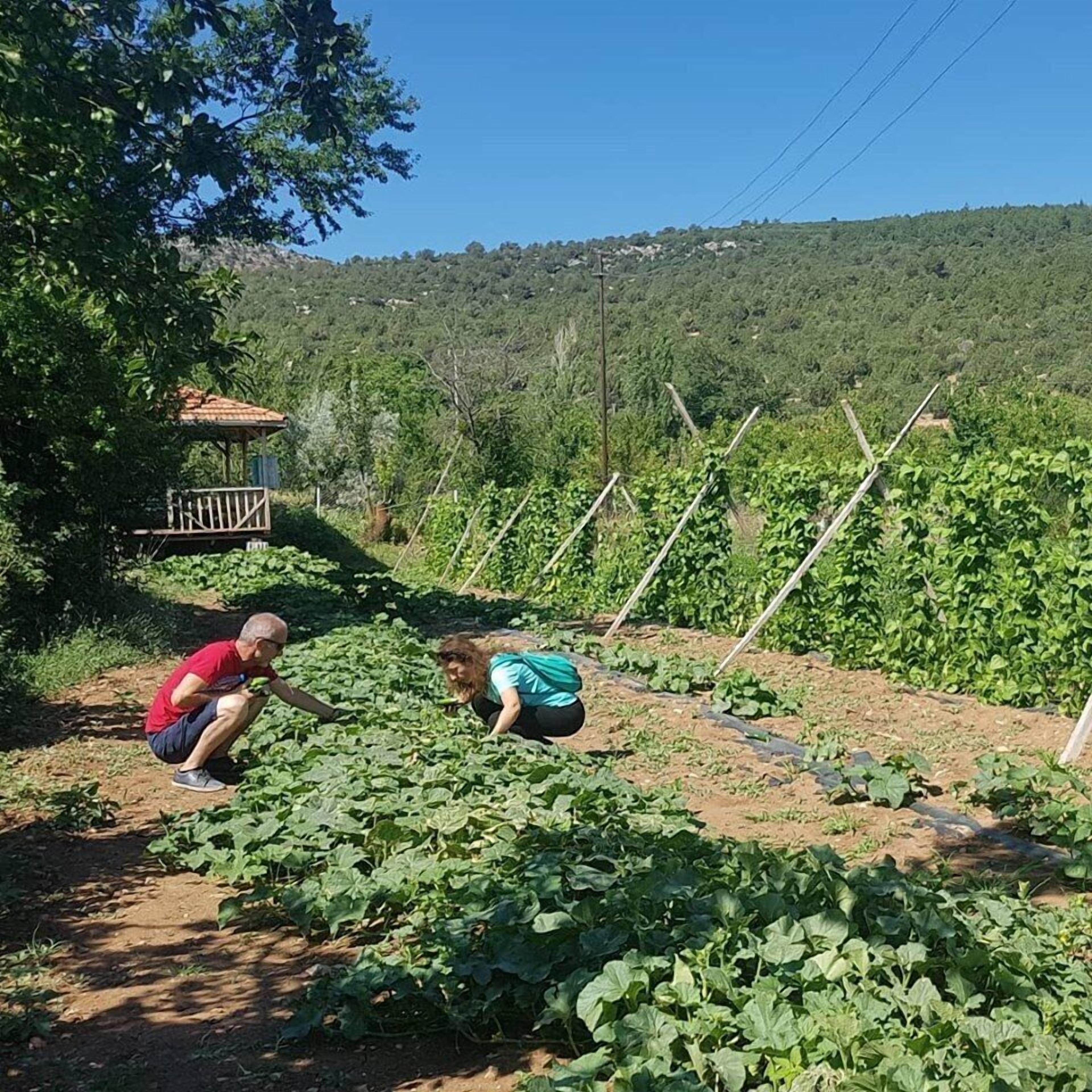 A garden with rows of plants, a wooden structure, and a hilly landscape in the background.