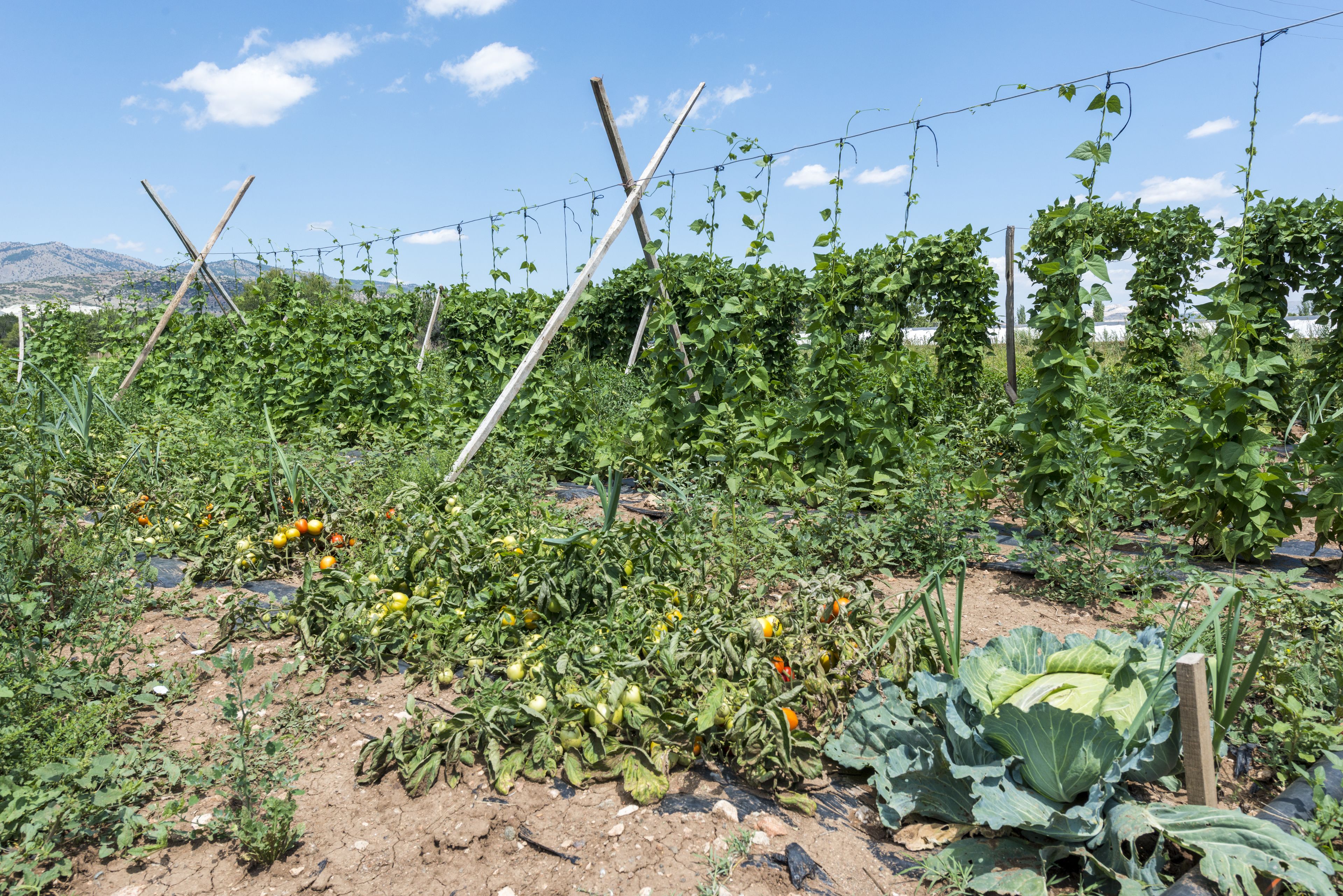 Un jardin avec différentes espèces de plantes et une structure en bois.