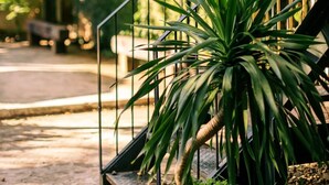 A potted plant with long, green leaves on a staircase. - Trai Hoa Vang Homestay - Hostel (Phu Yen)