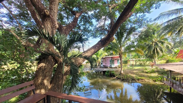Una terraza de madera con vistas a una masa de agua tranquila, con un pequeño puente, rodeada de exuberante vegetación y un edificio pequeño.