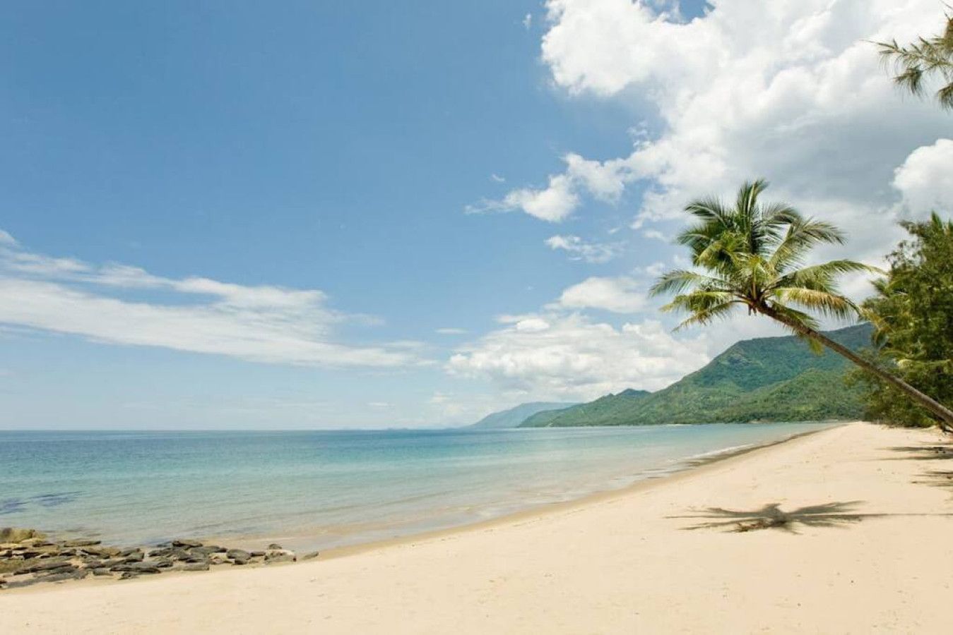 Una playa con cielo despejado, mar tranquilo y una palmera.