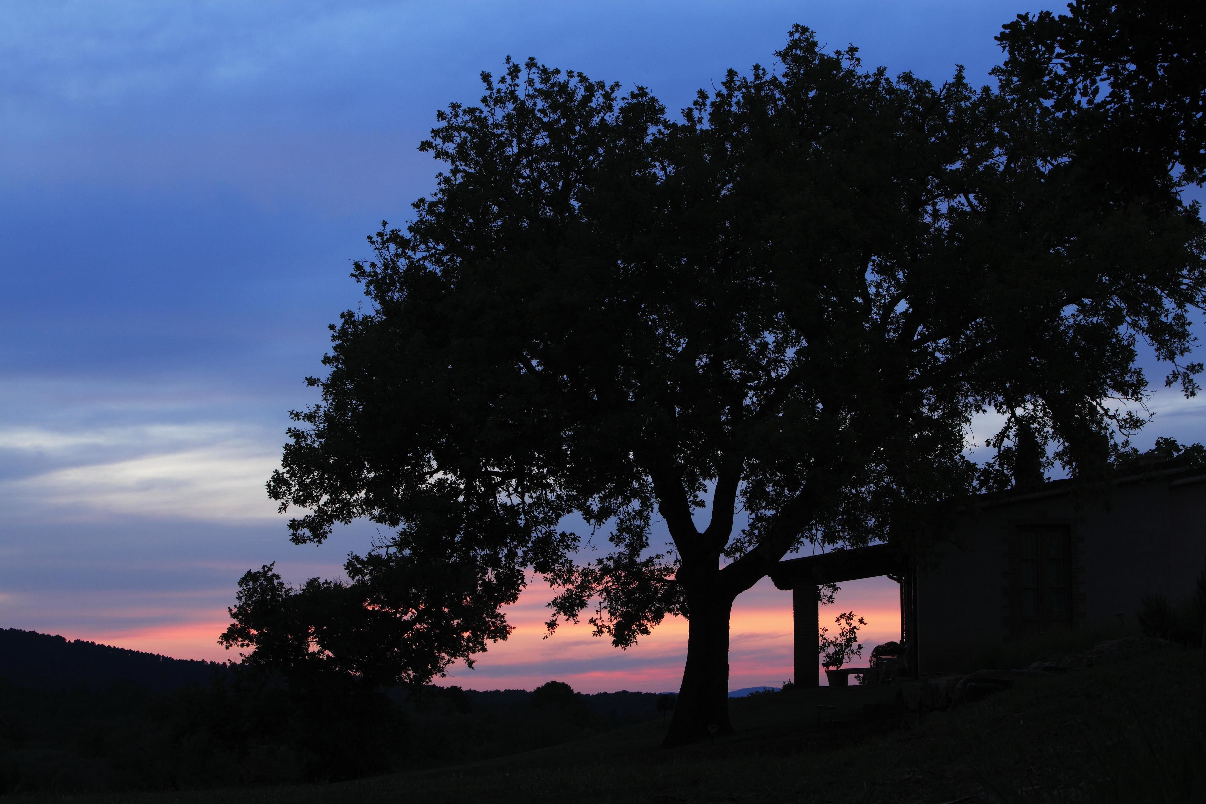 A tree in silhouette against a sunset sky.