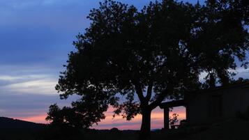 A tree in silhouette against a sunset sky.