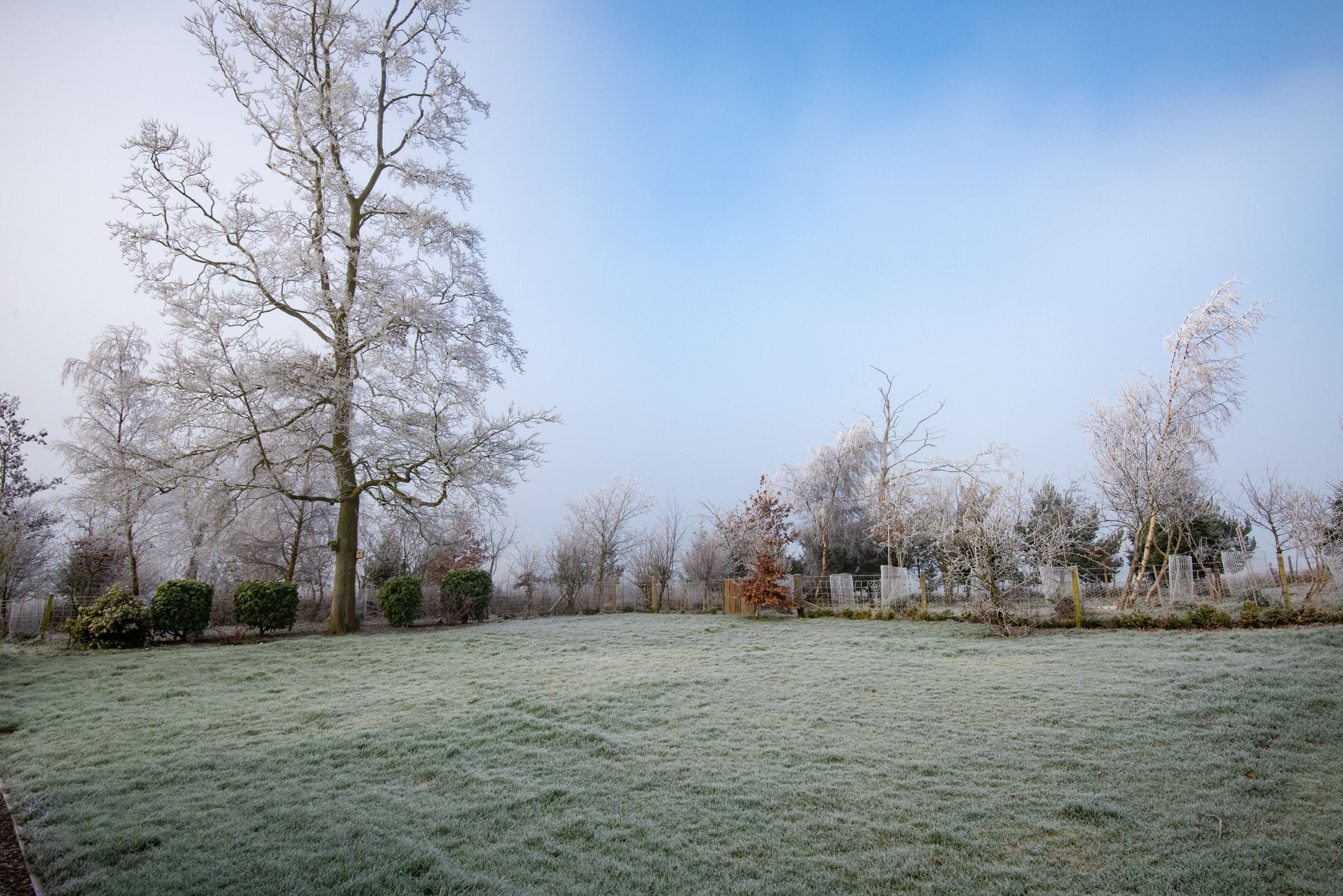 A frosty outdoor area with trees and a fence.