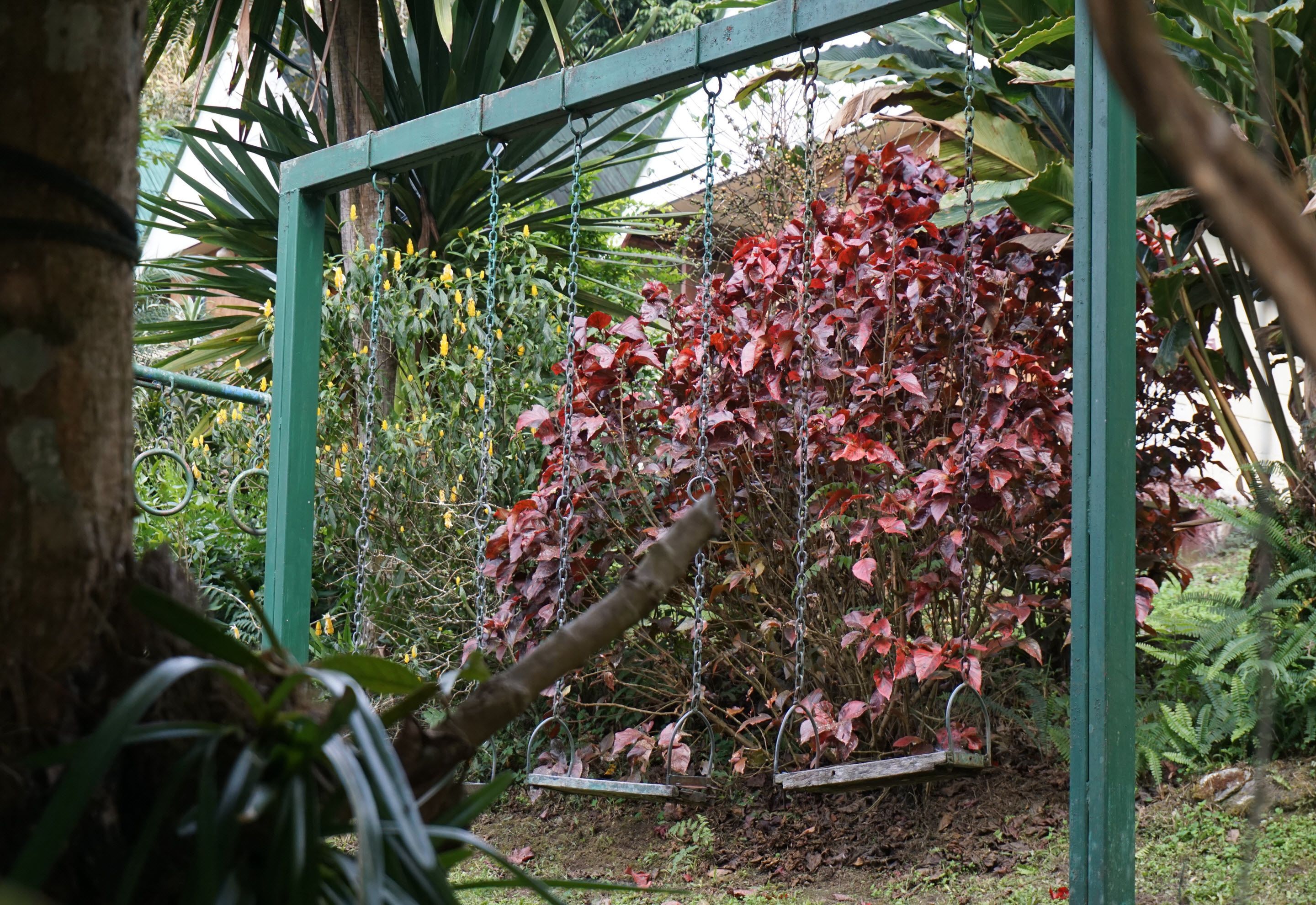 Ein Garten mit Schaukel und verschiedenen Pflanzen.
