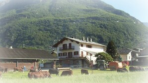 Een landelijke omgeving met een huis, koeien en een tractor.