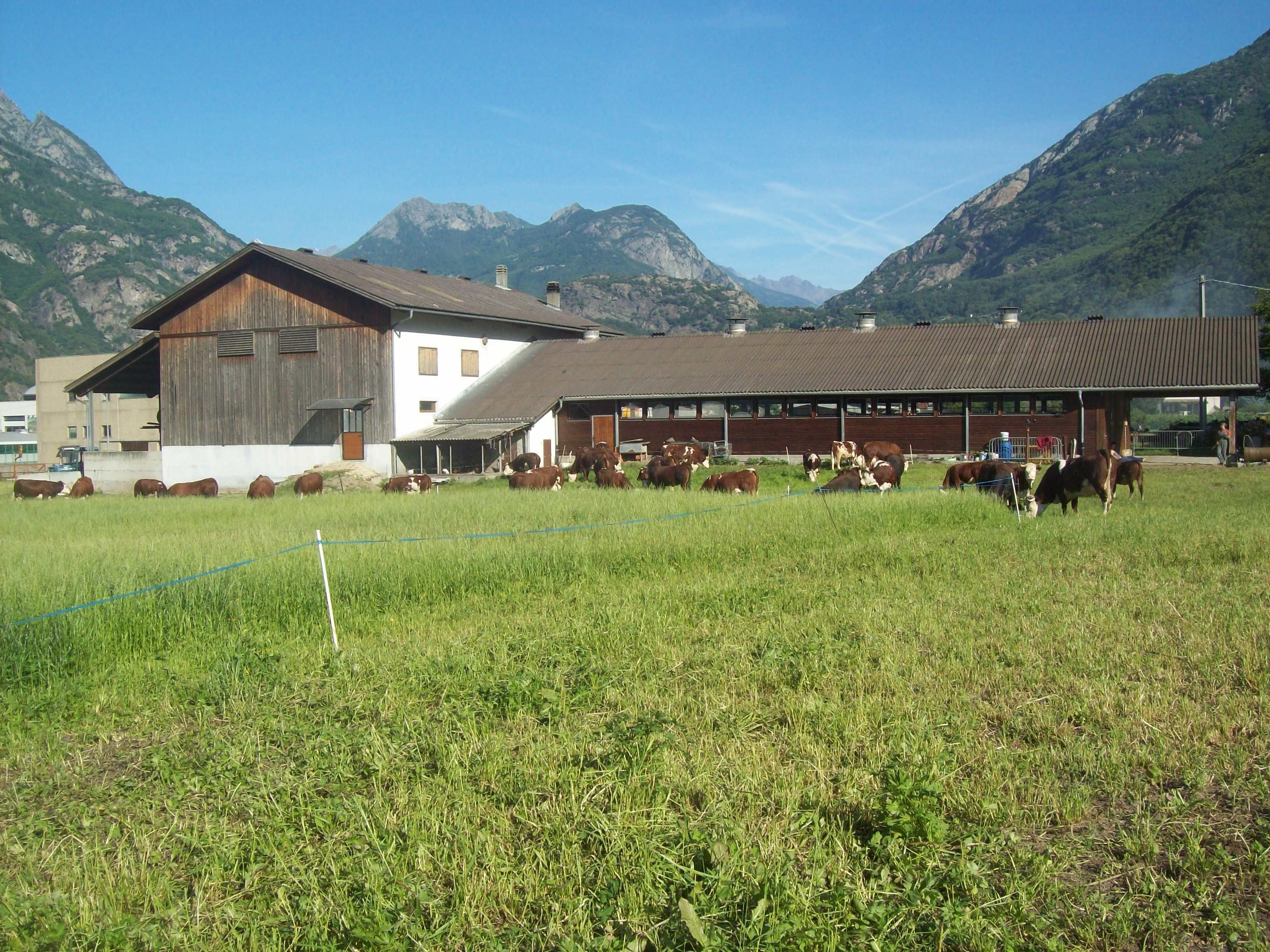 A farm with cows grazing, a barn, and a building with a metal roof.