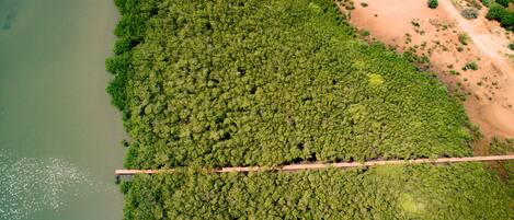 Vista aérea de un bosque denso junto a un río, con un sendero de tierra que se adentra en la arboleda.