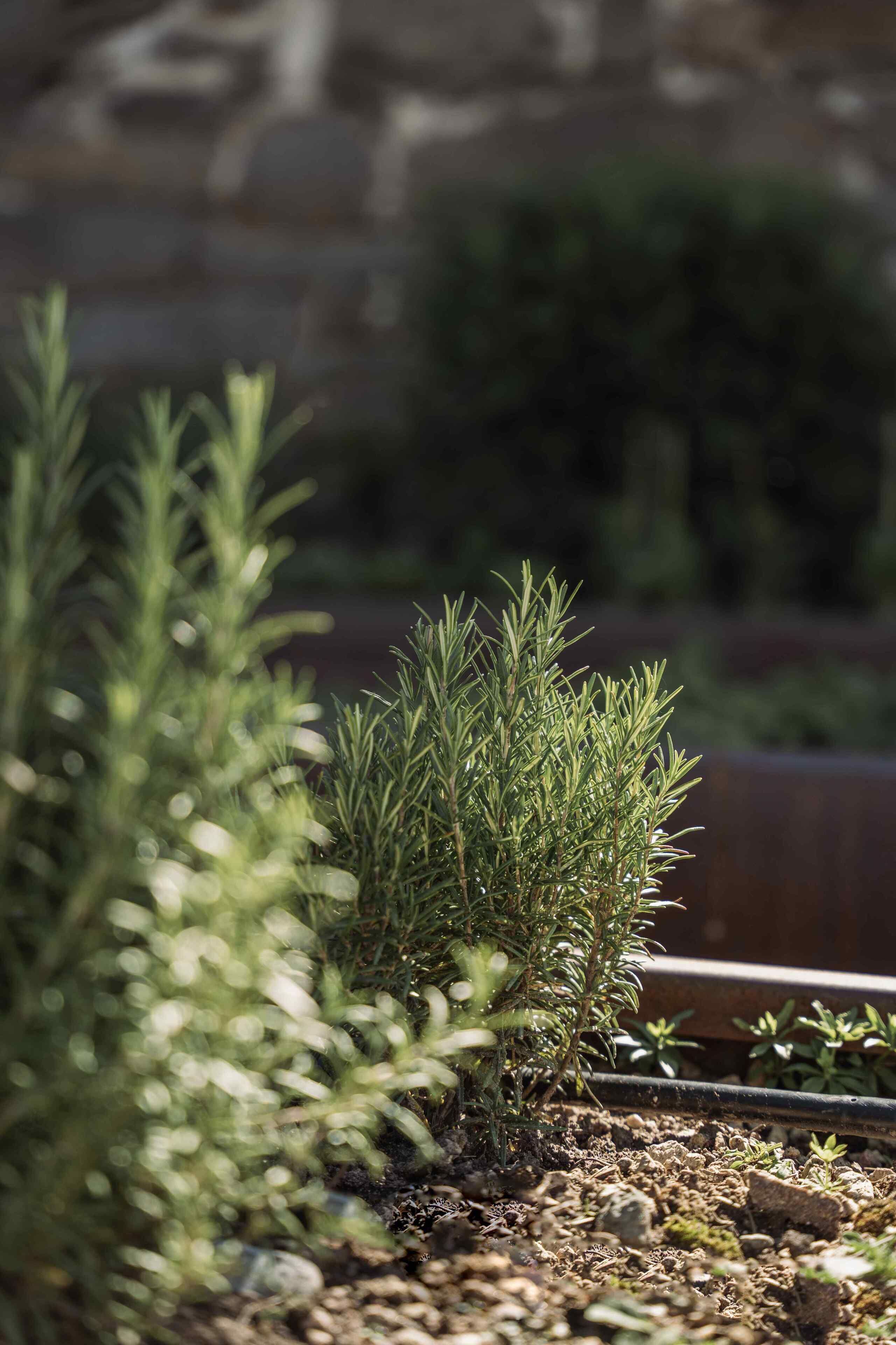 Un jardín con diversas plantas, incluyendo un arbusto de hoja perenne destacado.