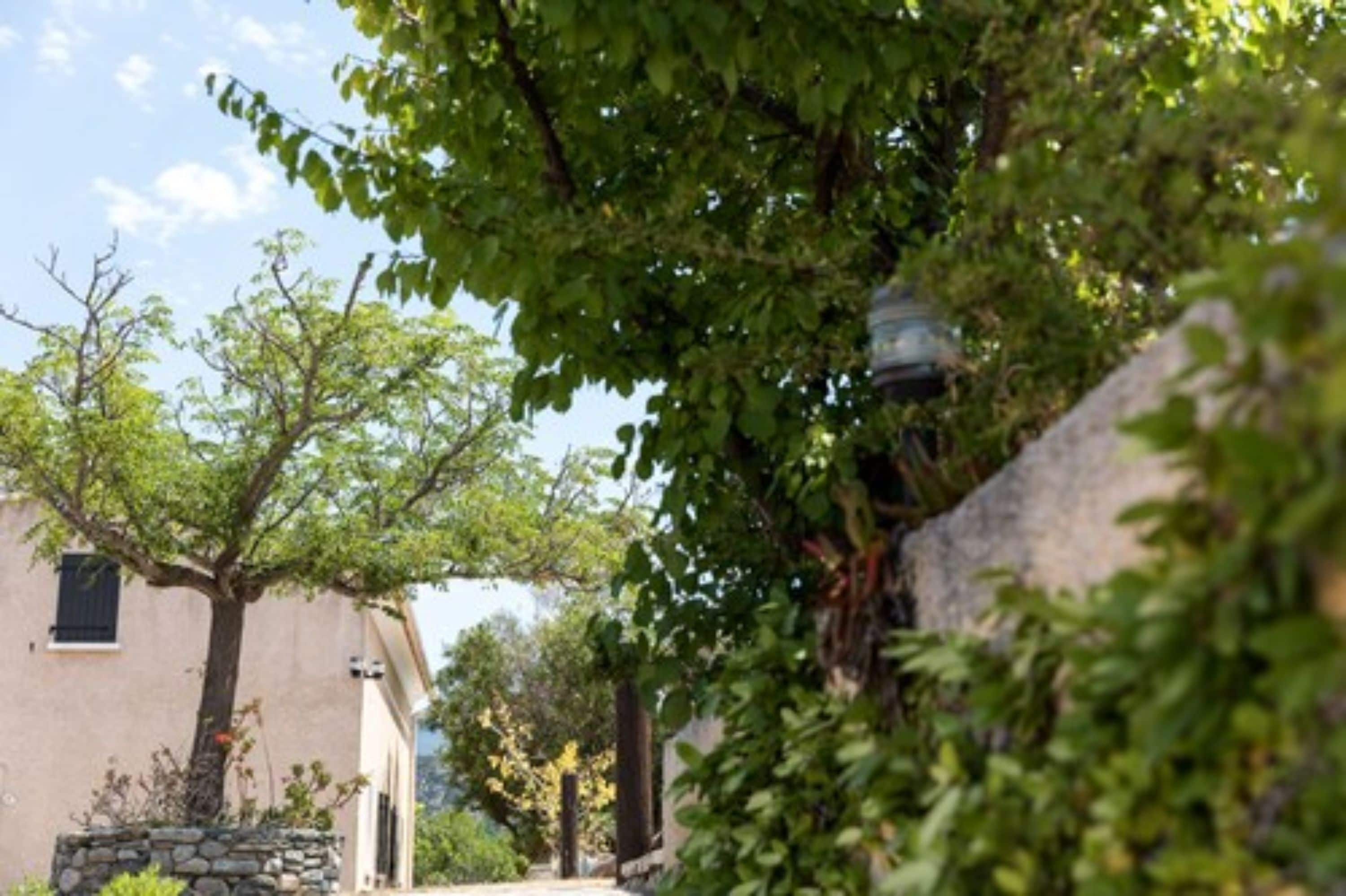 Uma rua estreita ladeada por edifícios, cercada por vegetação exuberante e árvores.