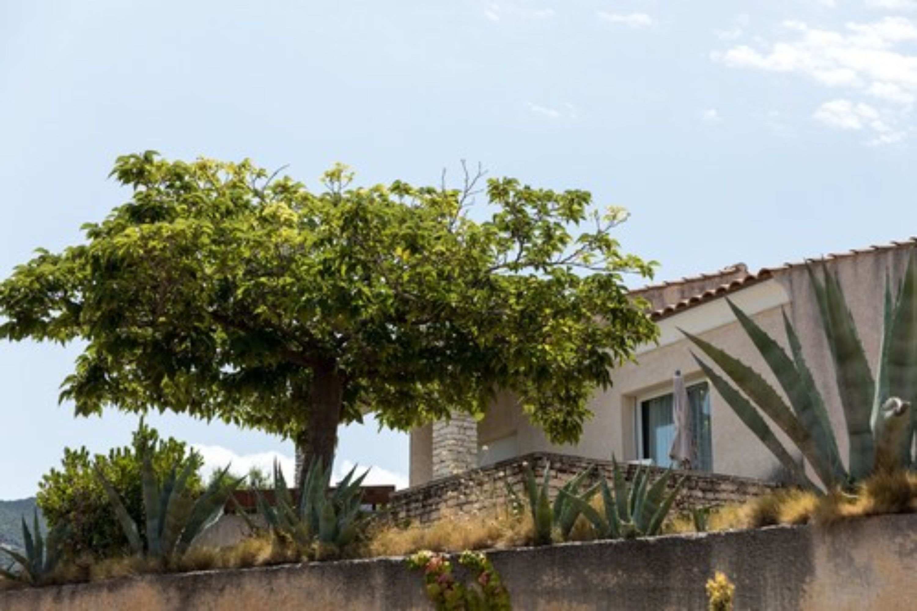 Une maison avec un grand arbre devant, entourée de cactus et d’un mur de pierre.