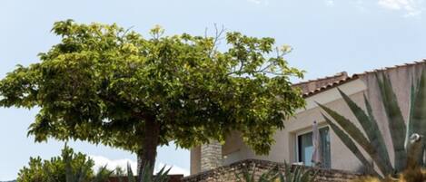Une maison avec un grand arbre devant, entourée de cactus et d’un mur de pierre.