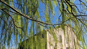 Een historisch gebouw met een gevel van natuursteen, omgeven door een verzorgd gazon en hangende wilibomen.