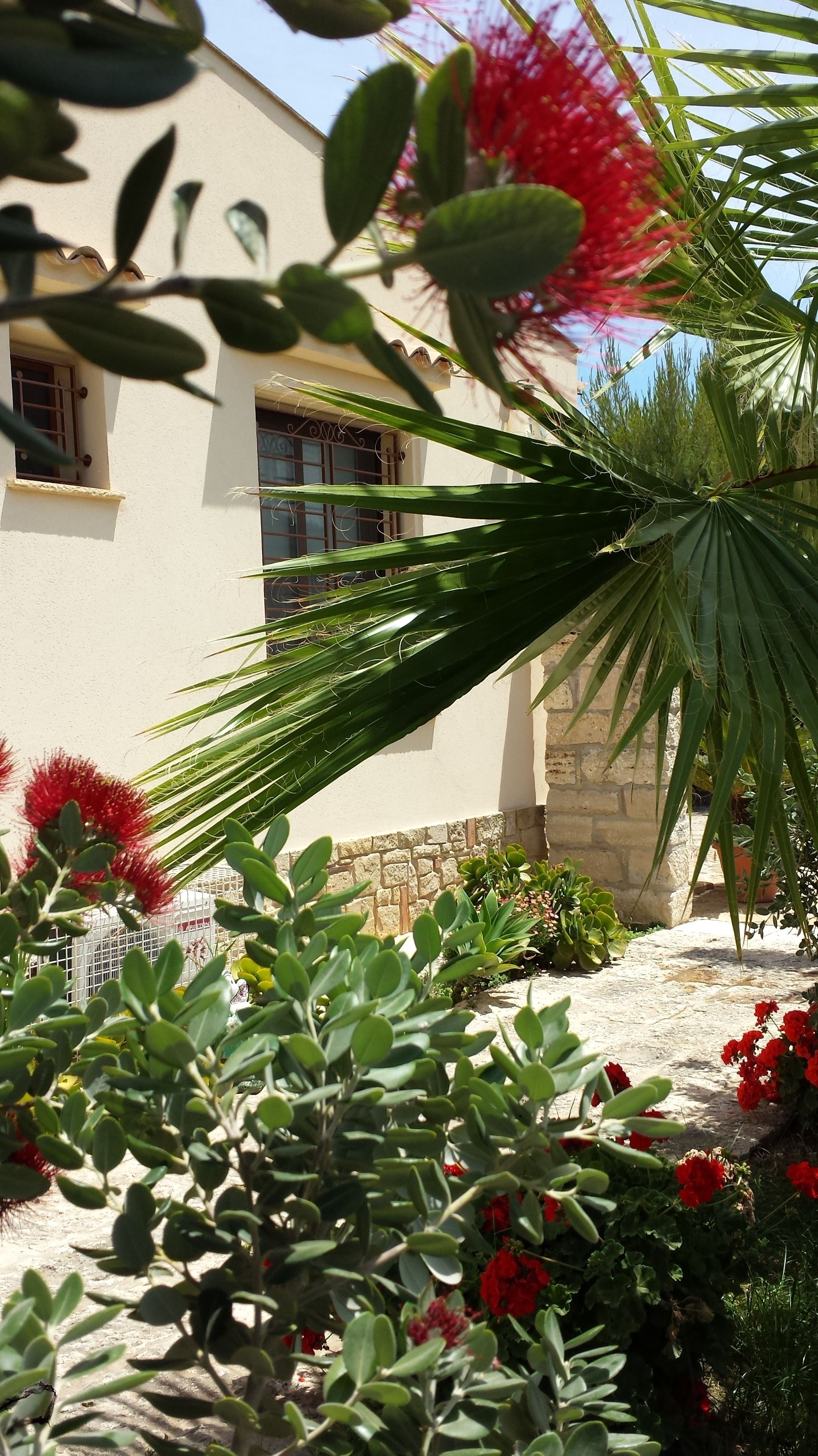 Um jardim com várias plantas e um edifício ao fundo.