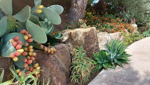 A garden with large cacti, flowering plants, and rocks. - La Suite di Segesta (Calatafimi)