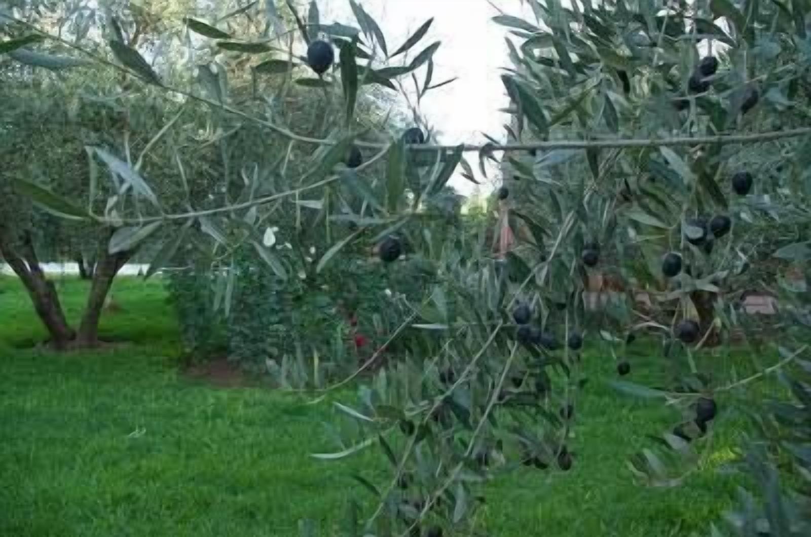 Foto - Riad Sidi Hicham