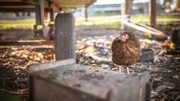 Un pollo parado sobre una superficie de concreto con una cerca metálica y follaje al fondo.