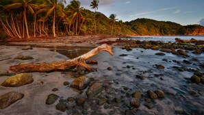 Una playa con palmeras, un tronco caído y rocas.