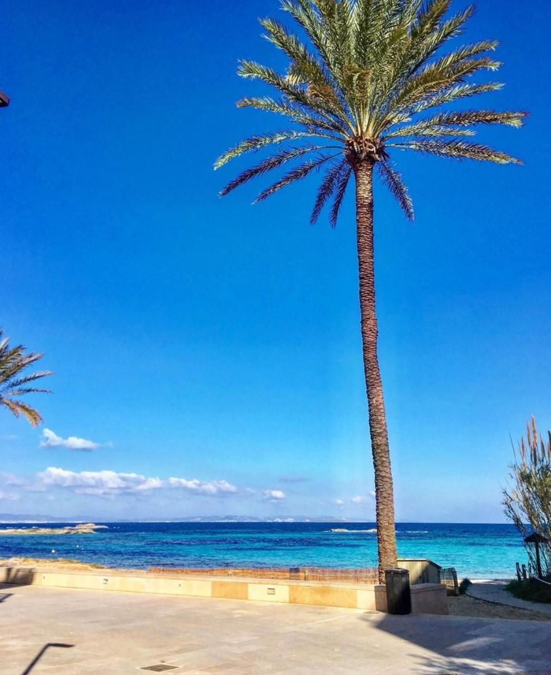 A tall palm tree in a coastal area with a clear blue sky and a view of the sea.