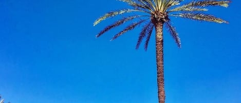 A tall palm tree in a coastal area with a clear blue sky and a view of the sea.