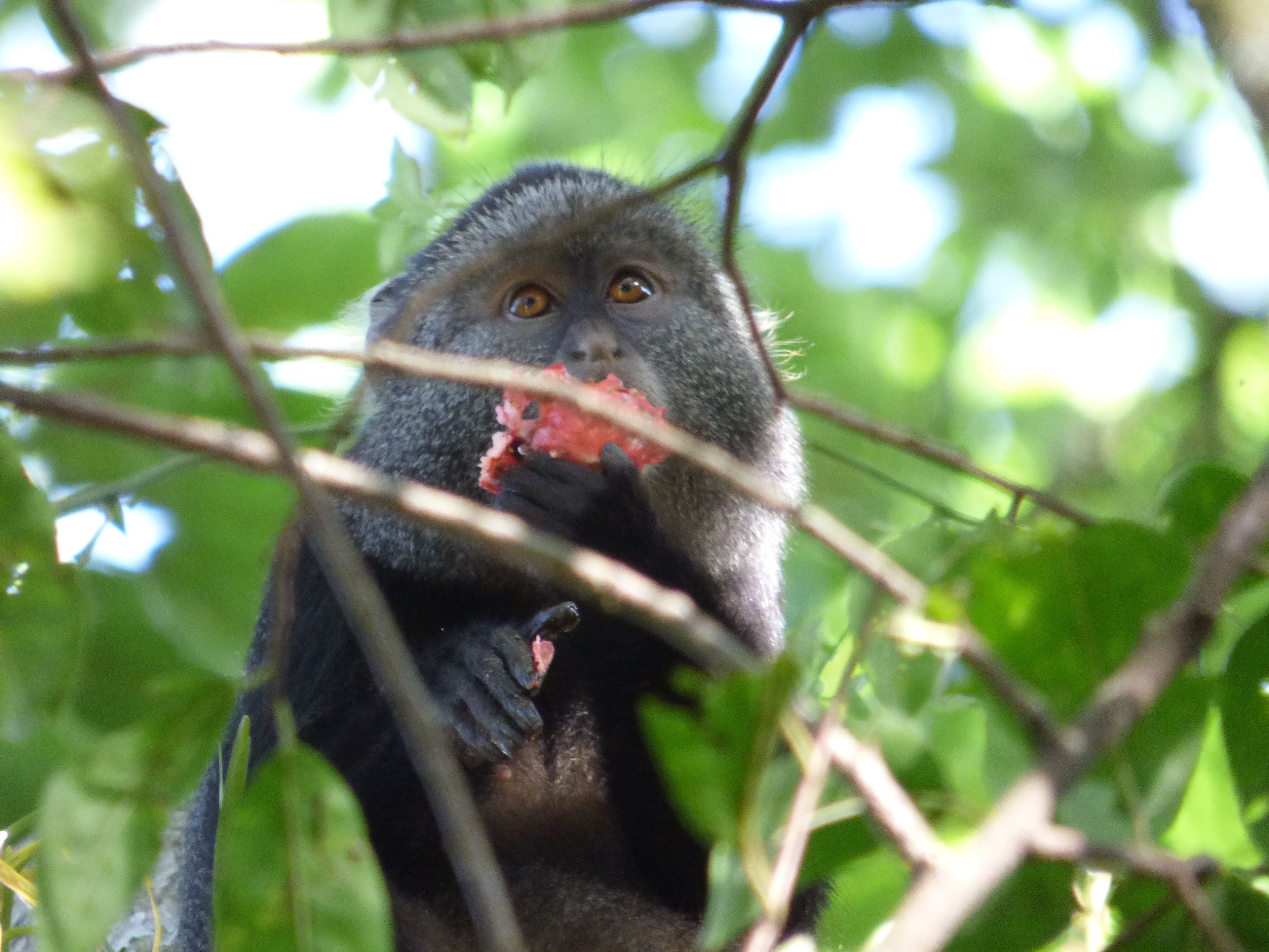 A monkey eating fruit in a natural setting with dense foliage.