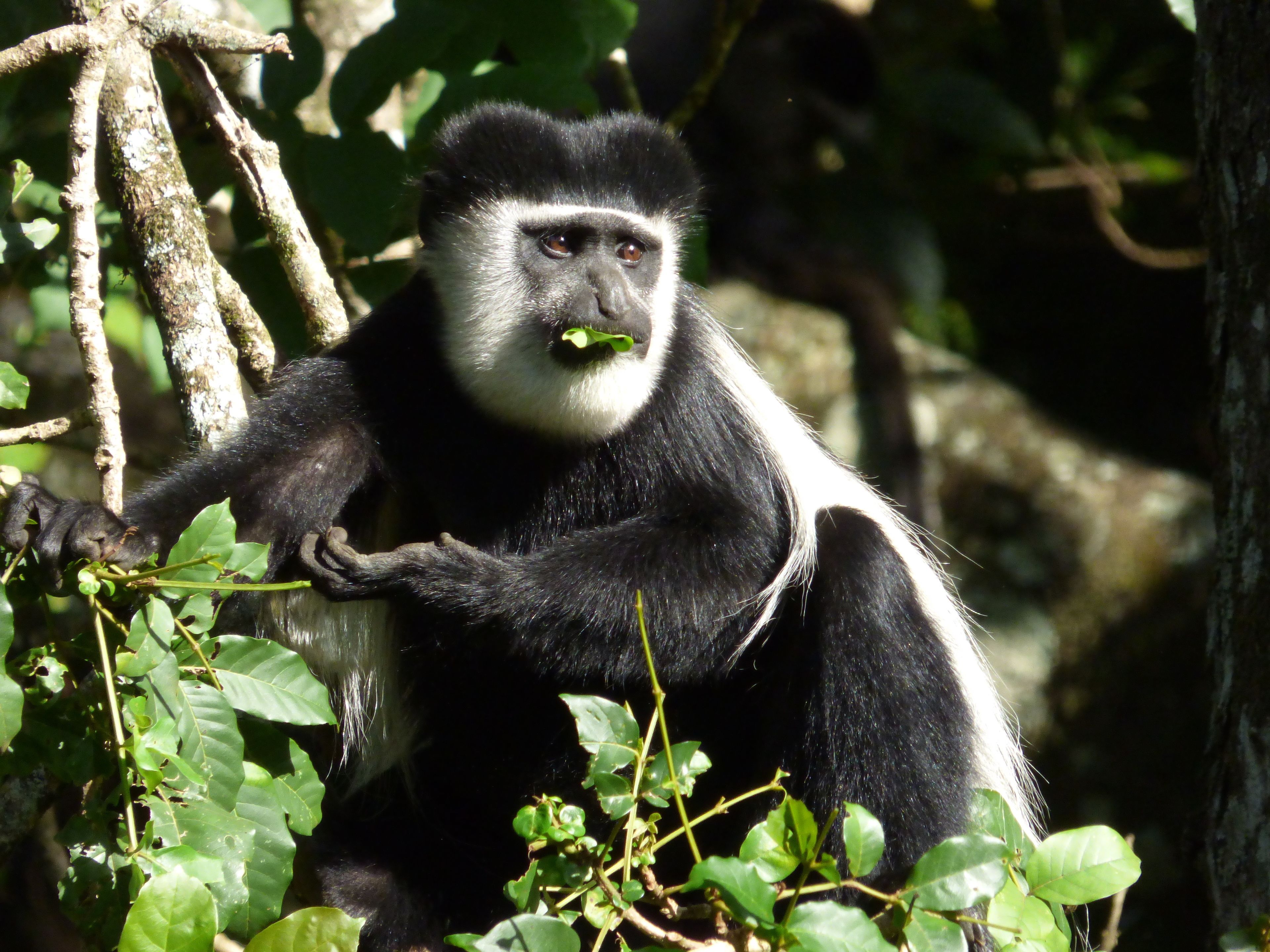 A monkey sitting among green leaves and branches.